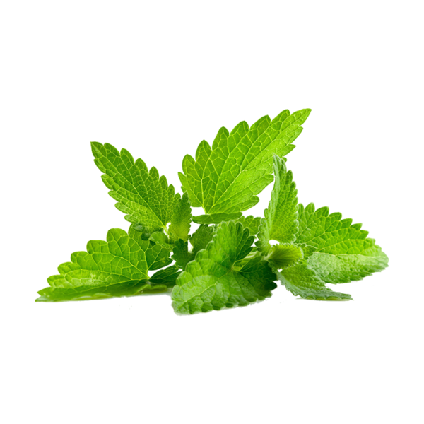 Menthe - la botte